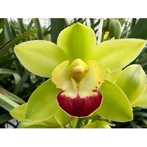 Cymb Mi Green Rock Leekade X10