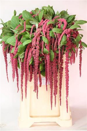 <h4>Amar Ca Red Cord</h4>