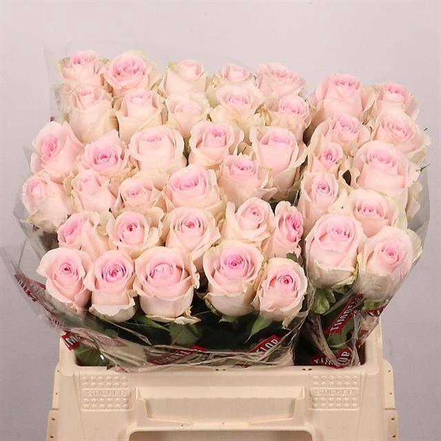 <h4>R GR REVIVAL SWEET</h4>