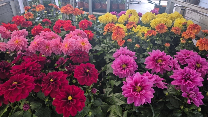 <h4>DAHLIA ROYAL GEM</h4>