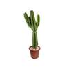 CACTUS EUPHORBIA MANDACARU P30