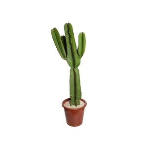 CACTUS EUPHORBIA MANDACARU P30