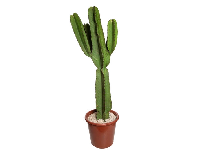 <h4>CACTUS EUPHORBIA MANDACARU P30</h4>