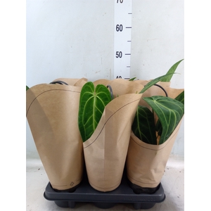Anthurium   ...