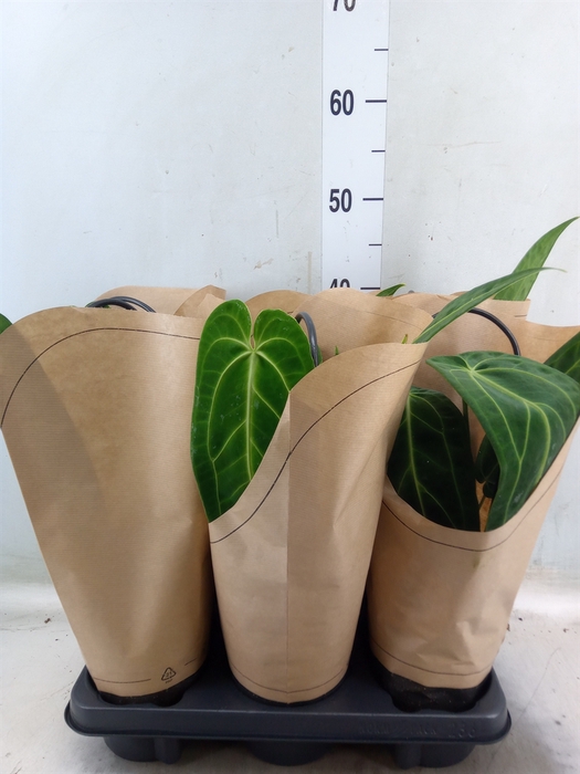 <h4>Anthurium   ...</h4>
