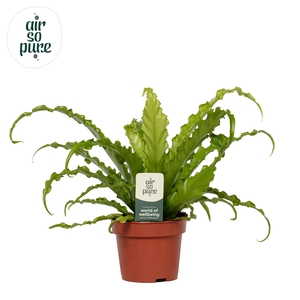 Asplenium antiquum 'Osaka'
