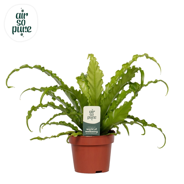 <h4>Asplenium antiquum 'Osaka'</h4>