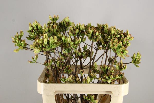 <h4>Rhodo. Limoen</h4>
