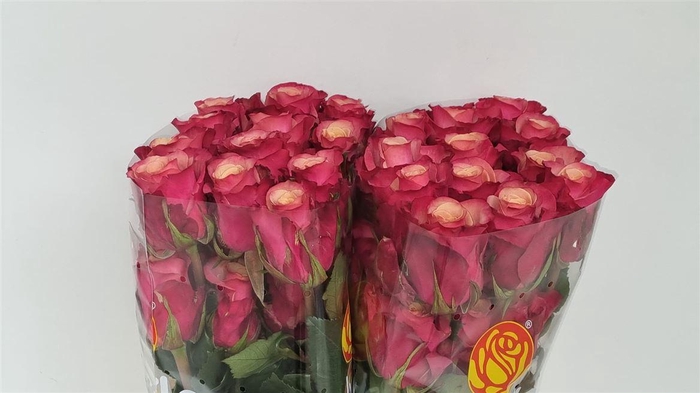 <h4>R Gr Cold Brew</h4>