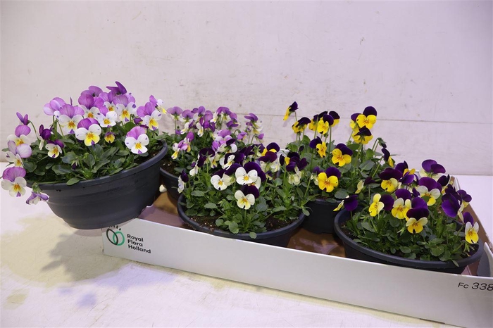 <h4>Vio Co Sorbet Gem</h4>