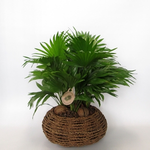 LIVISTONA ROTUNDIFOL