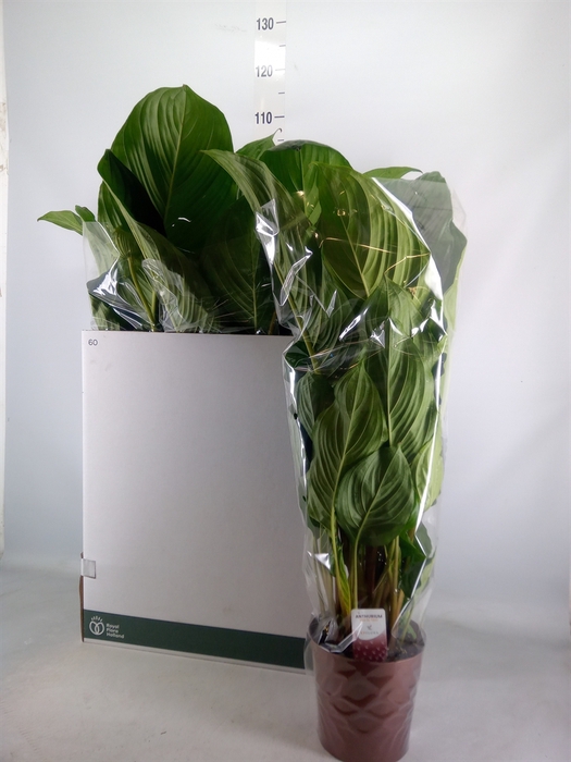 <h4>Tacca chantrieri</h4>
