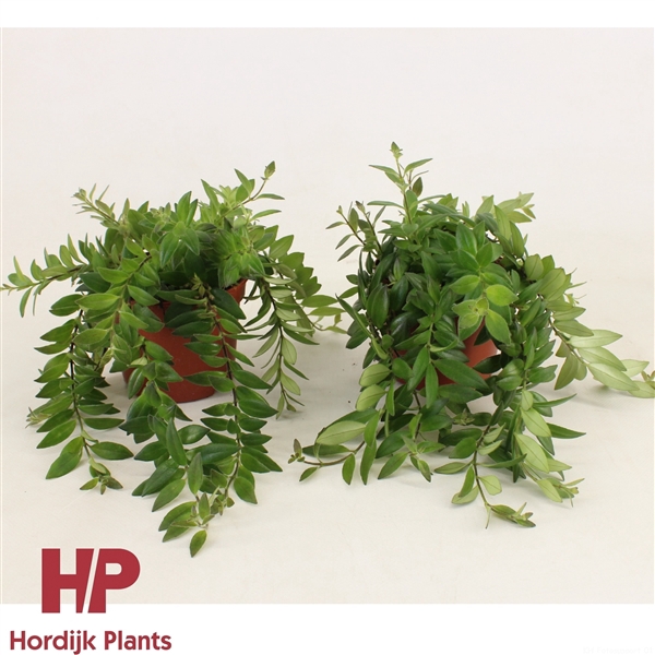<h4>P12 cm - Aeschynanthus Caro Imp</h4>