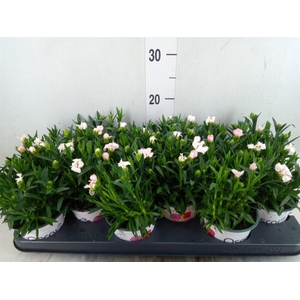 Dianthus  'Oscar White'