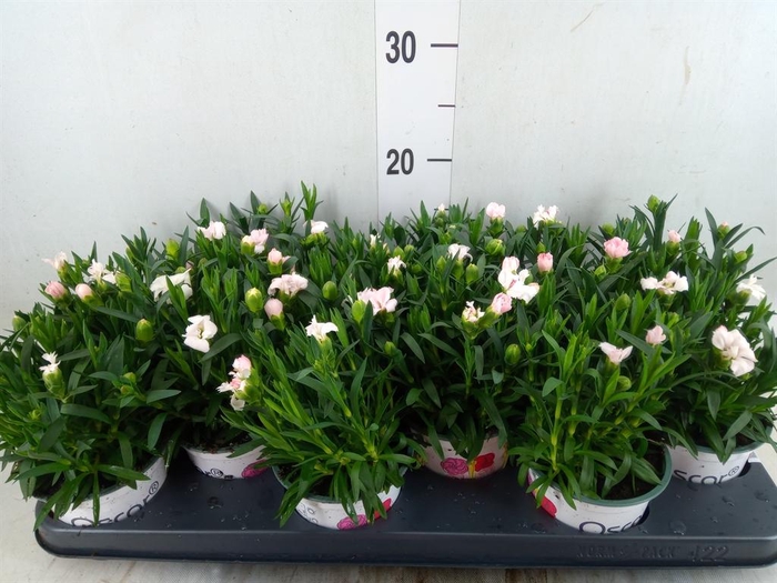 <h4>Dianthus  'Oscar White'</h4>
