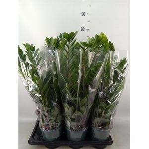 Zamioculcas zamiifolia