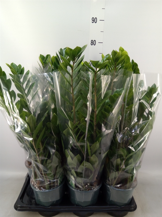 <h4>Zamioculcas zamiifolia</h4>