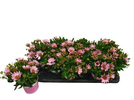<h4>Osteos Double Pink</h4>