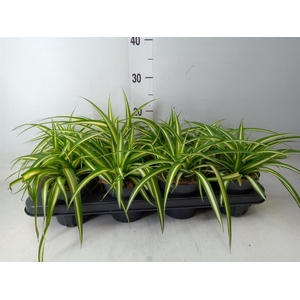 Chlorophytum com. 'Variegatum'