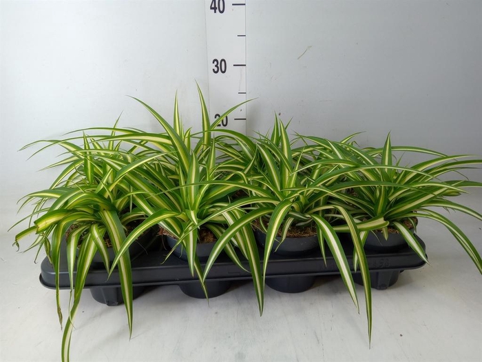 <h4>Chlorophytum com. 'Variegatum'</h4>