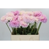 Dahlia Sweet Love