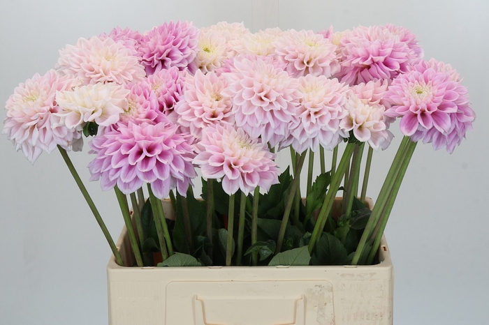 <h4>Dahlia Sweet Love</h4>