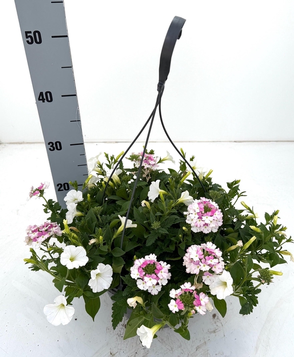 <h4>PERKPL GEM IN POT</h4>