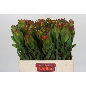 Leucadendron Laurel Yellow