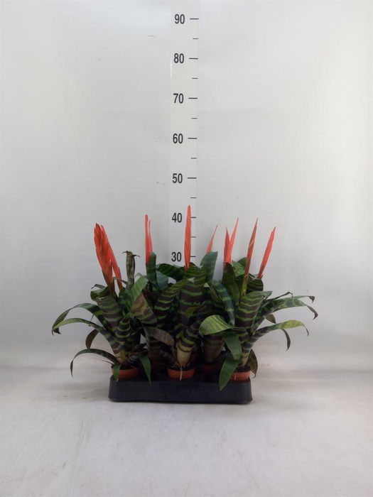 <h4>Vriesea 'Era'</h4>