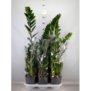 Zamioculcas zamiifolia