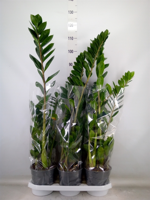 <h4>Zamioculcas zamiifolia</h4>