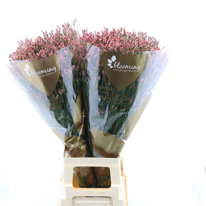 <h4>Limonium Sinense Max Diamond</h4>