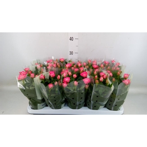 Rosa  'Fame Kordana'