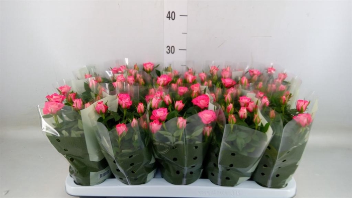 <h4>Rosa 'Fame Kordana'</h4>