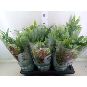 Phlebodium aureum 'Blue Star'