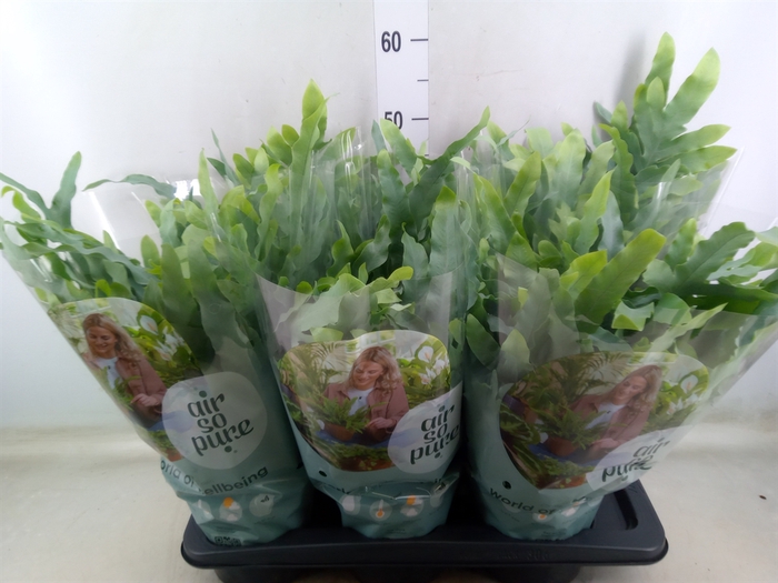 <h4>Phlebodium aureum 'Blue Star'</h4>
