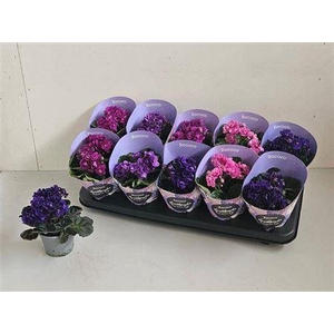 Saintp In Rococo Gem