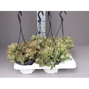 Crassula