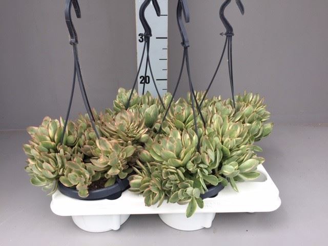 <h4>Crassula</h4>
