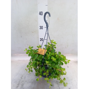 Peperomia rotundifolia