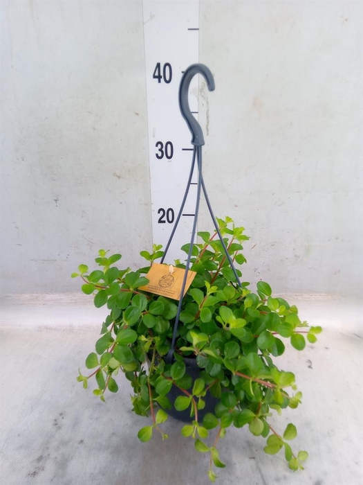 <h4>Peperomia rotundifolia</h4>