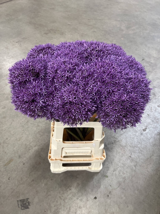 <h4>ALLIUM DUTCHMAN</h4>