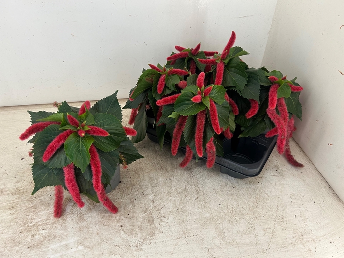 <h4>ACALY HISPIDA</h4>