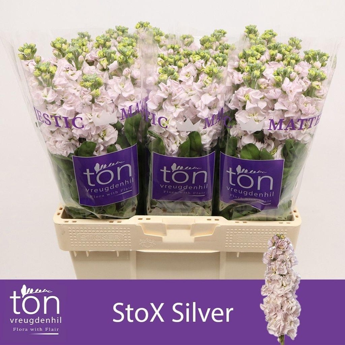 <h4>Matthiola incana StoX Silver</h4>