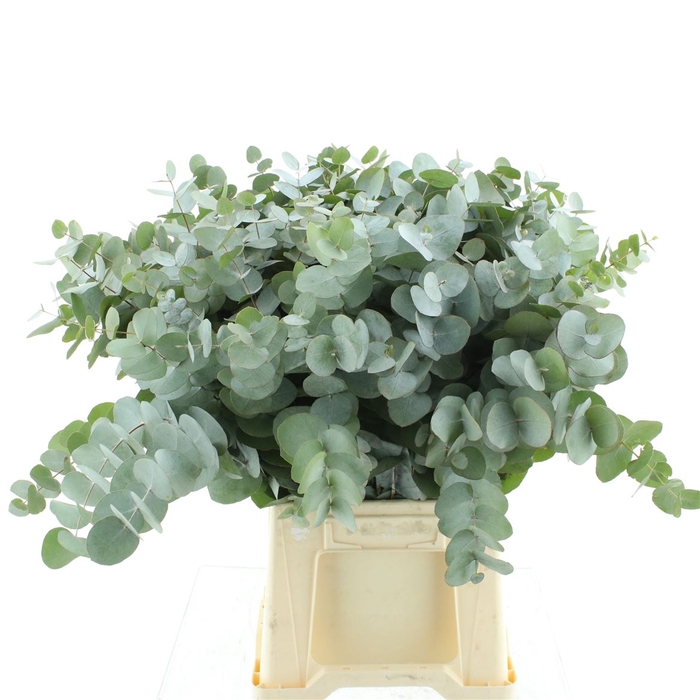 <h4>Euca Cinerea P Stem 60cm South Africa</h4>