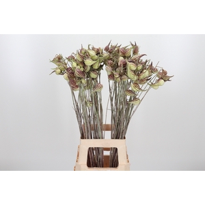 Asclepias Syriaca