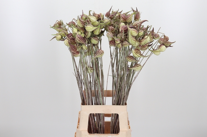 <h4>Asclepias Syriaca</h4>