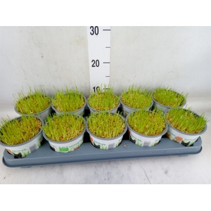 Hordeum sp.   ...kattegras zaai