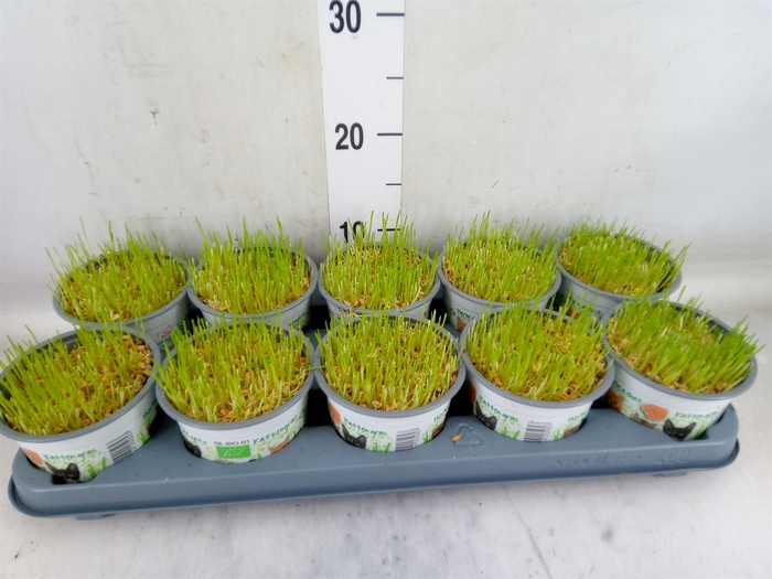 <h4>Hordeum sp.   ...kattegras zaai</h4>