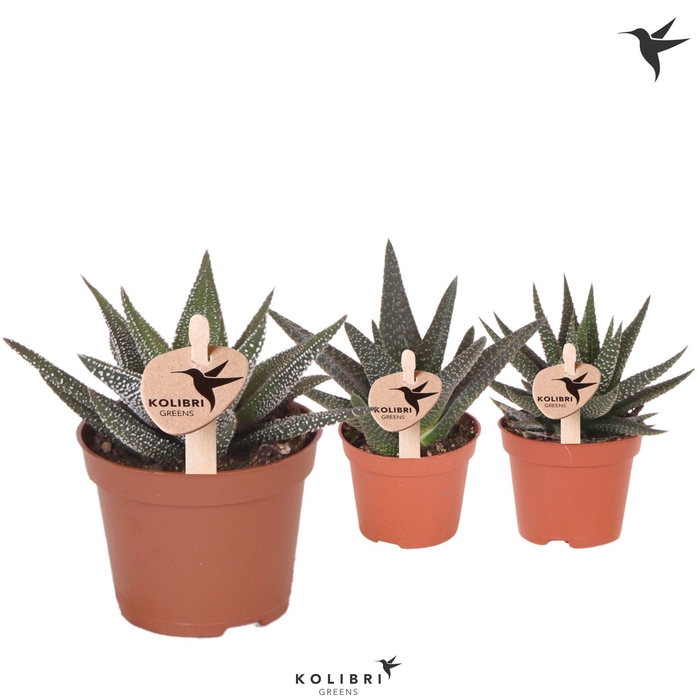 <h4>Kolibri Greens Succulenten Haworthia mix</h4>